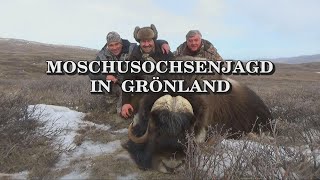 Moschusochsenjagd in Grönland  Trailer [upl. by Benn176]