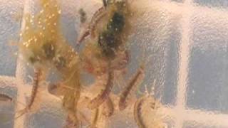 Growing Reef Amphipods [upl. by Derby]