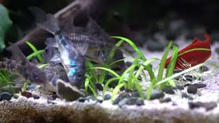 Herd of Peppered Corydoras Corydoras paleatus feeding on algae wafers [upl. by Grosmark]