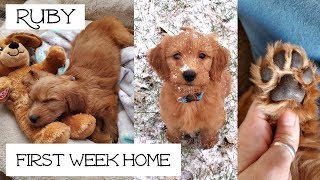 Goldendoodle Puppy 8 Weeks Old [upl. by Ahsatam]