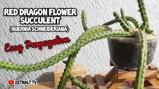 RED DRAGON FLOWER SUCCULENT Easy Propagation  ZETNALT TV [upl. by Elinet]