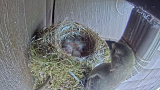 Cowbird Steals Its Own Hatchling [upl. by Annoya23]