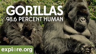 Gorilla Documentary  Gorillas 986 Human  Explore Films [upl. by Hughes]