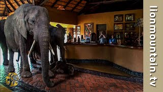 The Elephants that came to dinner 🐘🐘🐘  Mfuwe Lodge Zambia [upl. by Assiran]