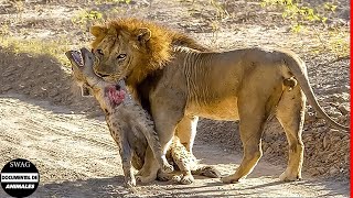 El Trágico Destino De La Hiena Cuando El León Mata A Toda Su Familia  Vida Animal Salvaje [upl. by Doty728]