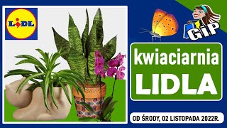 LIDL  Oferta od Środy 02112022  Kwiaciarnia Lidla [upl. by Lucilia]