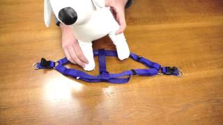 PetChampion  Step in Harness How To [upl. by Ayar482]