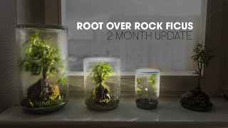 GROW ROOT OVER ROCK FICUS TREES IN JARS [upl. by Araid]