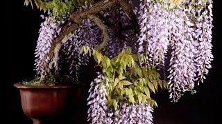 Repotting a stock tree into a Bonsai pot [upl. by Luigi931]