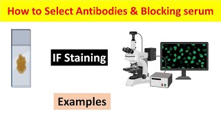 Immunofluorescence IF Staining Choosing Primary Antibody Secondary Antibody and Blocking Serum [upl. by Yasnyl]