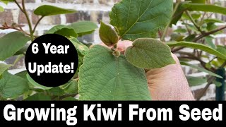 How To Grow a Kiwi Tree or Vine from Seed  6 Year Update [upl. by Anaz]