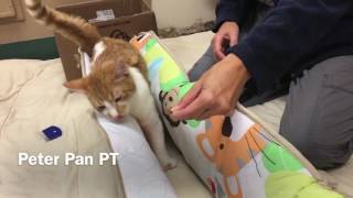 Feline Cerebellar Hypoplasia Physical Rehabilitation update 1 [upl. by Lotty]