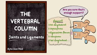 The vertebral column  Joints and Ligaments  The skeletal system  Osteology  Anatomy Doodles [upl. by Dario]