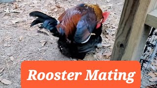 Rooster Mating matingdance mating farmstead chickens [upl. by Glogau]