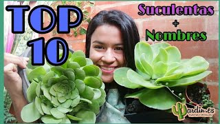 TOP 10 Suculentas de rapido crecimiento  nombres  Jardines by Angie [upl. by Bottali]