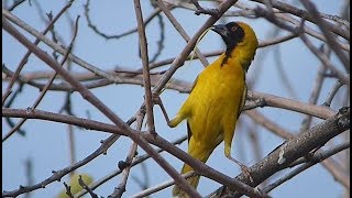 Southern masked weaver building a nest and call [upl. by Maude]