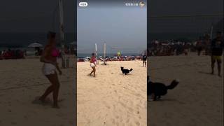 Dog playing volleyball 😇🐕😎dogpets music dance remix funny pets funnyanimals 😇 [upl. by Ahsiri166]