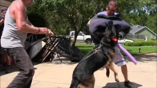 Miami Dog Whisperer Protection Dog Training Academy Highlights [upl. by Neeleuqcaj385]