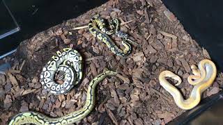 Ball Python Cohabitation WARNING Live Feeding [upl. by Corneille]