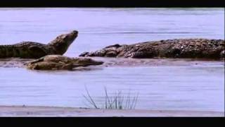 Gustave The Giant Nile Crocodile VS The Hippopotamus Discussion Video [upl. by Leroy827]