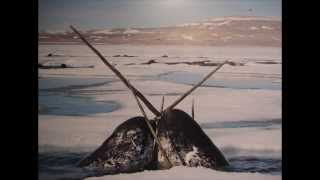 What do narwhals use their tusks for [upl. by Nashner]