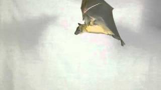 Bats in Slow Motion 1 [upl. by Nahsab]