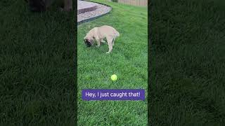 Brodhi vs fetch mastiffpuppy puppy largedog mastiff pets [upl. by Leirbag]