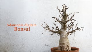 Adansonia digitata African baobab Bonsai  Bonsai ideas [upl. by Yliab]