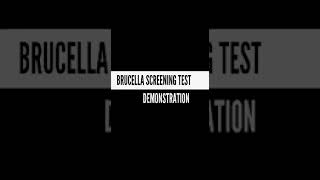 Brucella coloured Antigen test [upl. by Mello]