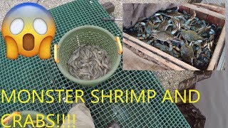 How to Catch Shrimp with Cast Net  How to Catch Monster Blue Crabs  Catching Shrimp with Cast Net [upl. by Harrat847]