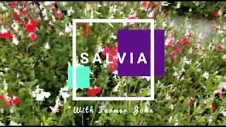 All About Salvia Greggii [upl. by Munniks]