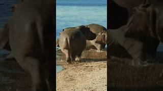 Hippopotamus Sounds Hippos getting into water [upl. by Welcy]