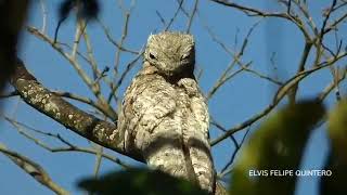 Pájaro estaca Nombre científico Nyctibius grandis GREAT POTOO Felipe wallwildredespaña [upl. by Valene]