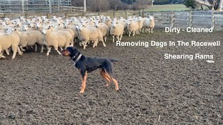 Shearing Prep in the mud [upl. by Sandler455]