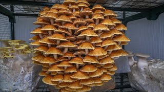 Uzgoj gljiva Pholiota adiposa Chestnut mushroom [upl. by Maryjane]