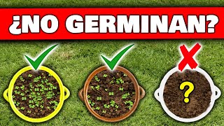 6 ERRORES FATALES ¿ Porqué NO GERMINAN tus SEMILLAS o BROTES   Cómo Germinar desde Semilla [upl. by Novahs]