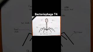 Easy bacteriophage T4 diagram [upl. by Crescentia]