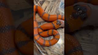 Honduran Milk Snake coldbloodcreations reptiles snakes [upl. by Erdnaid]