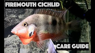 ABSOLUTELY BEAUTIFUL FIREMOUTH CICHLID All About Firemouth Cichlid Care Guide [upl. by Grace]