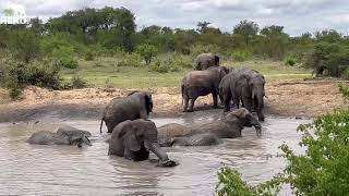 From the Pinkest Elephant in the Wild to the Muddiest Khanyisa Goes Swimming with her Herd [upl. by Dewhurst]