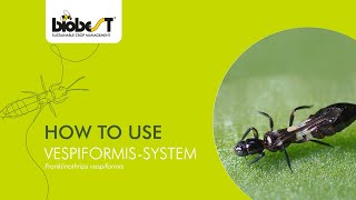 How to use VespiformisSystem from Biobest [upl. by Sitsuj69]