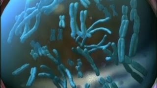 Chromosomen Trailer Schulfilm Biologie [upl. by Ainos]