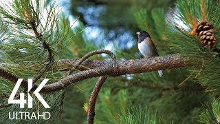 Bird Songs  8 HOURS of Birds Singing in the Forest  Nature Relaxation Video in 4K Ultra HD [upl. by Acirea]