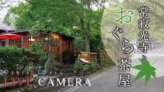 LIVE CAMERA Kyoto【京都おすすめ】常寂光寺山門 と おぐら茶屋 [upl. by Atnahs]