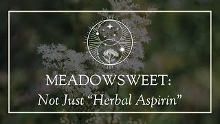 Meadowsweet Not Just “Herbal Aspirin” [upl. by Godber]