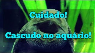 Cuidado ao ter um cascudo em seu aquário [upl. by Ayaladnot38]