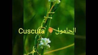 الحامول 🌹Cuscuta [upl. by Kathy]