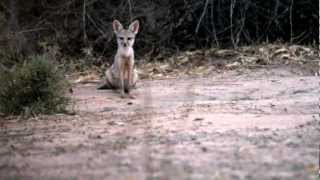 Bengal Fox [upl. by Michelsen459]