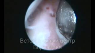 Elbow dysplasia in dogs Arthroscopy [upl. by Publia]