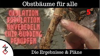 Obstbäume Veredeln  Die Ergebnisse  Pfropfen Umveredeln Okulation Chip Veredelung [upl. by Docila]